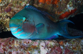 Birmanie - Mergui - 2018 - DSC02934 - Bleekers parrotfish - Perroquet a joue blanche - Chlorurus bleekeri